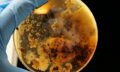 bio